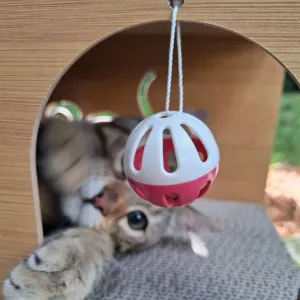 Scratch Tunnel for Cats - Interactive Toy