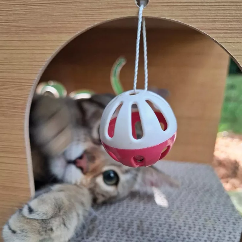 Krabtunnel voor katten - Interactief speelgoed